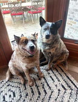 Waylon And Cash image 1