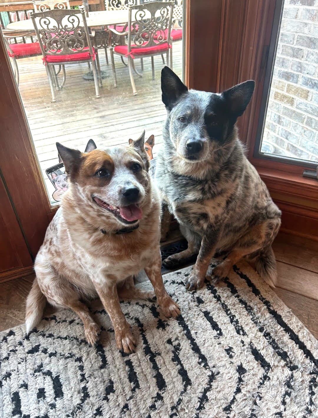 Waylon And Cash - Australian Cattle Dog/Blue Heeler
