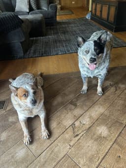 Waylon And Cash image 3
