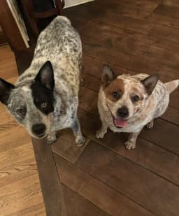 Waylon And Cash image 2