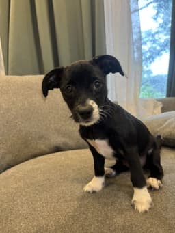 Stella image 2