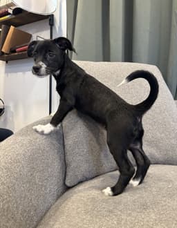 Stella image 3