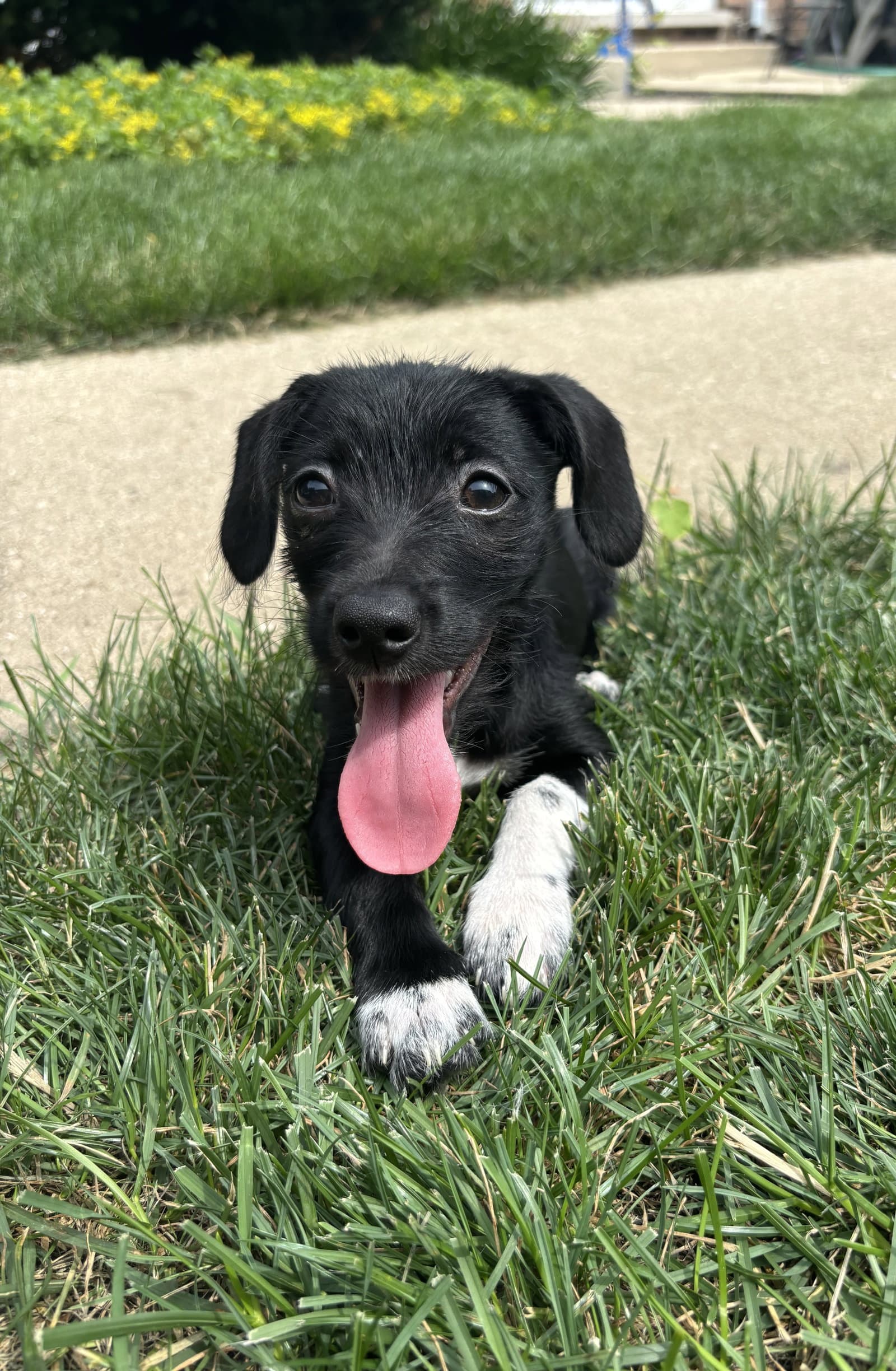 Luna - Terrier