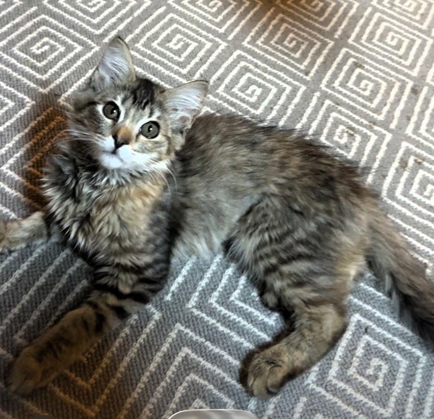 Millie - Domestic Long Hair