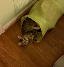 Millie image 2