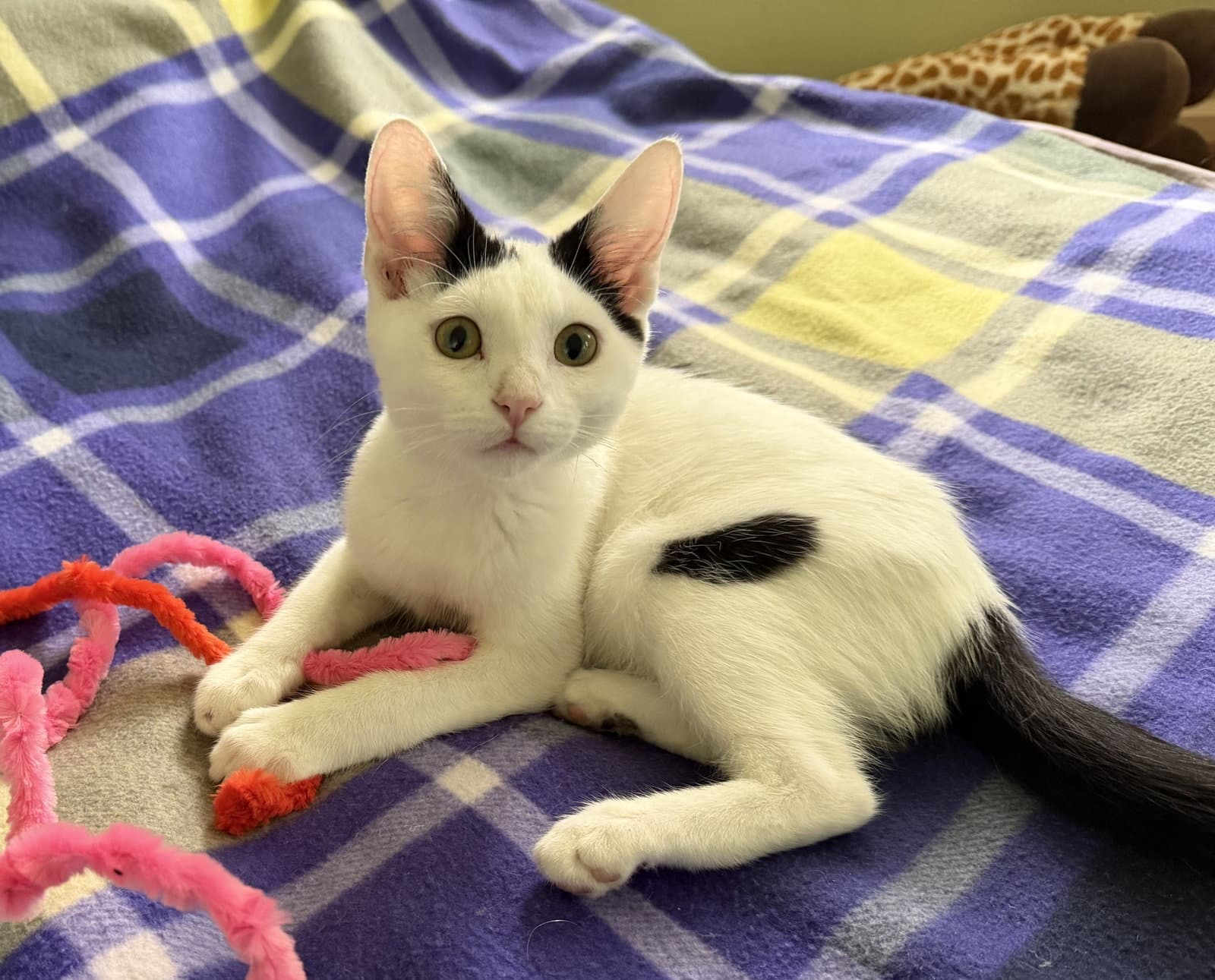 Tux - Domestic Short Hair