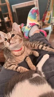 Annie - Domestic Short Hair