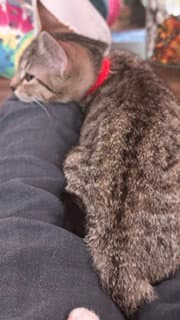 Annie image 2