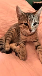 Aurora - Domestic Short Hair