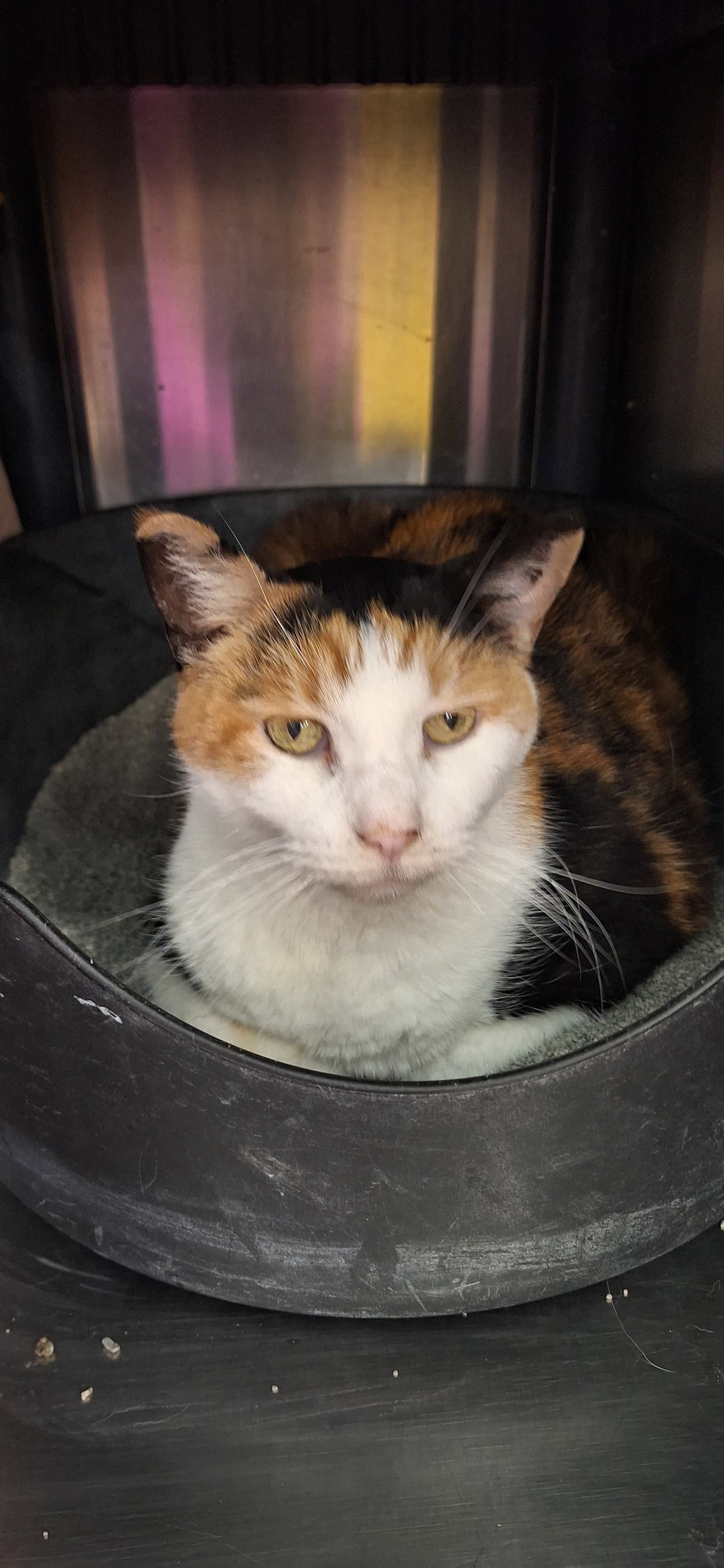 Rippie - Domestic Short Hair