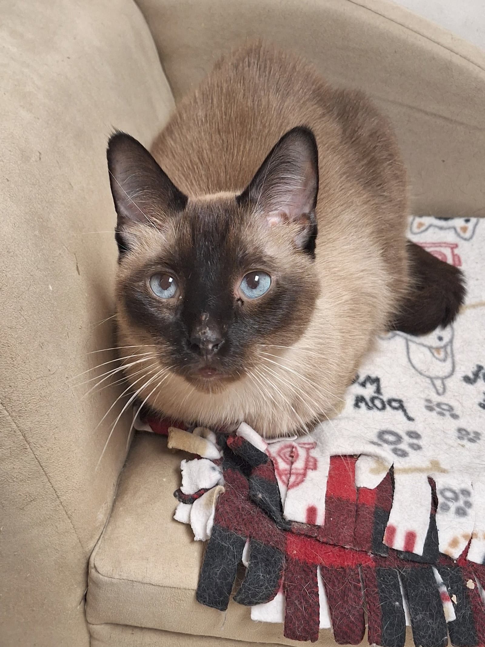 Houston - Siamese