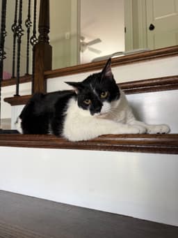 Bruce image 2