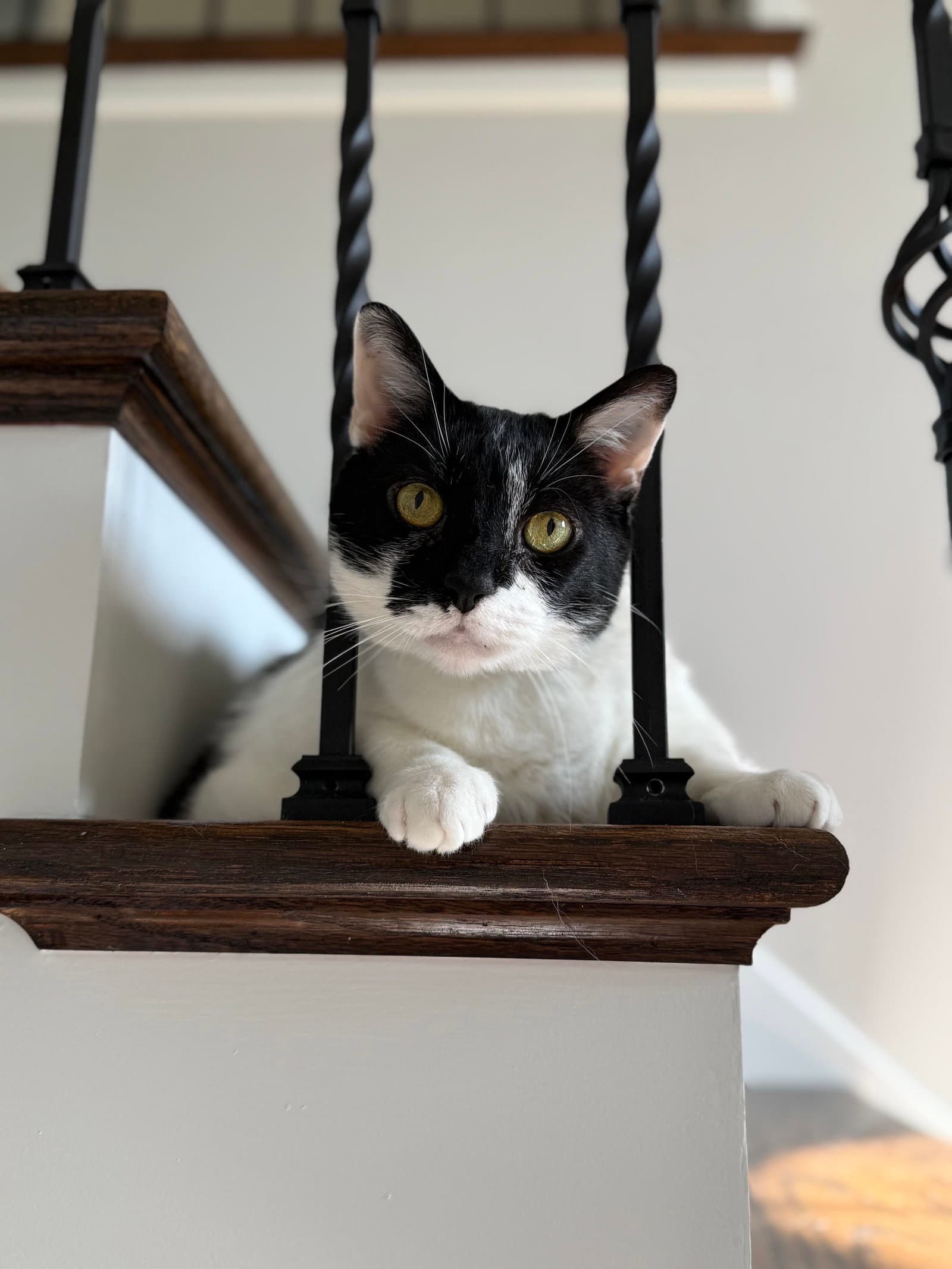 Bruce - Domestic Short Hair