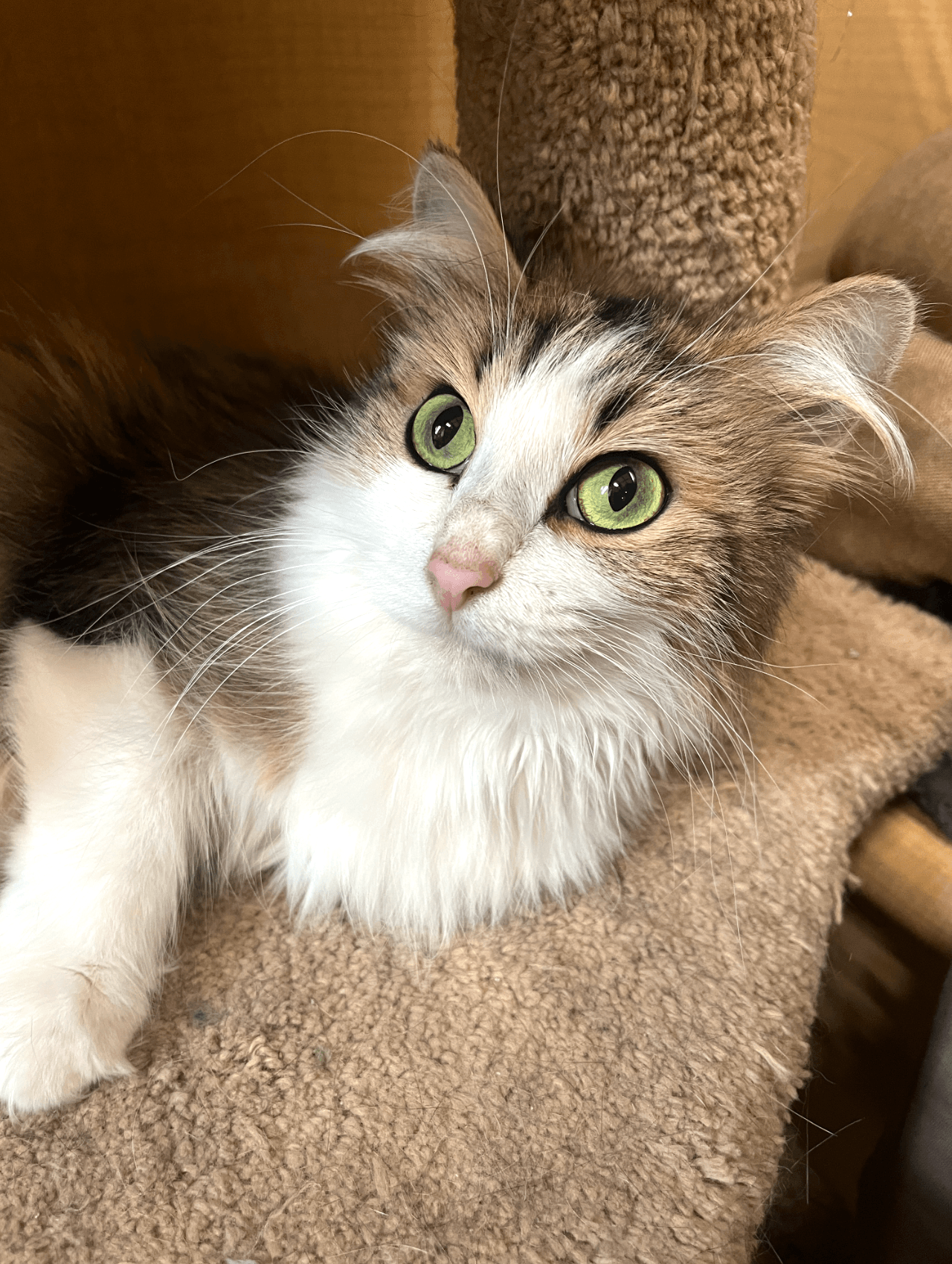 Fluffy - Domestic Long Hair