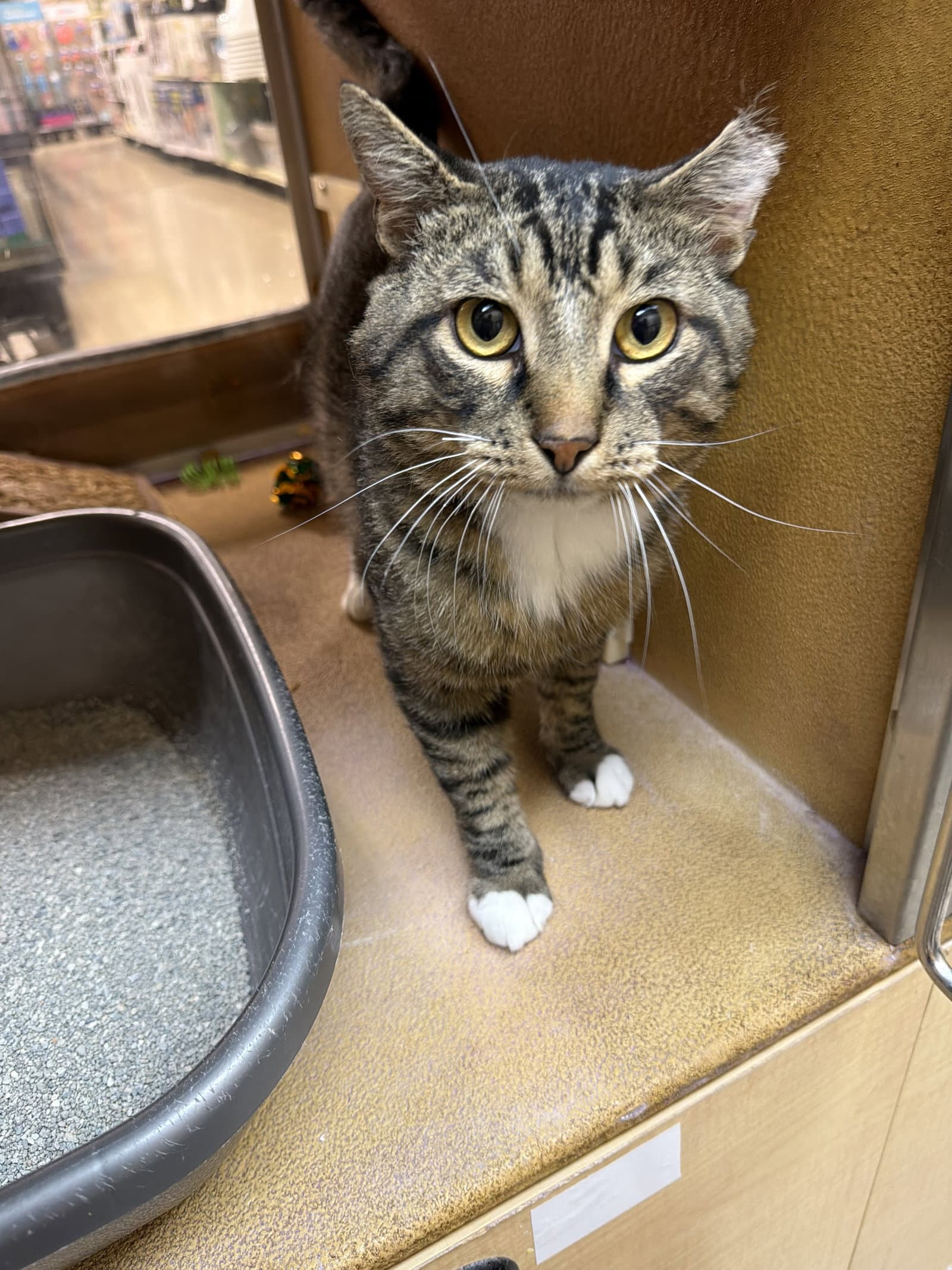 Theodore - Domestic Short Hair