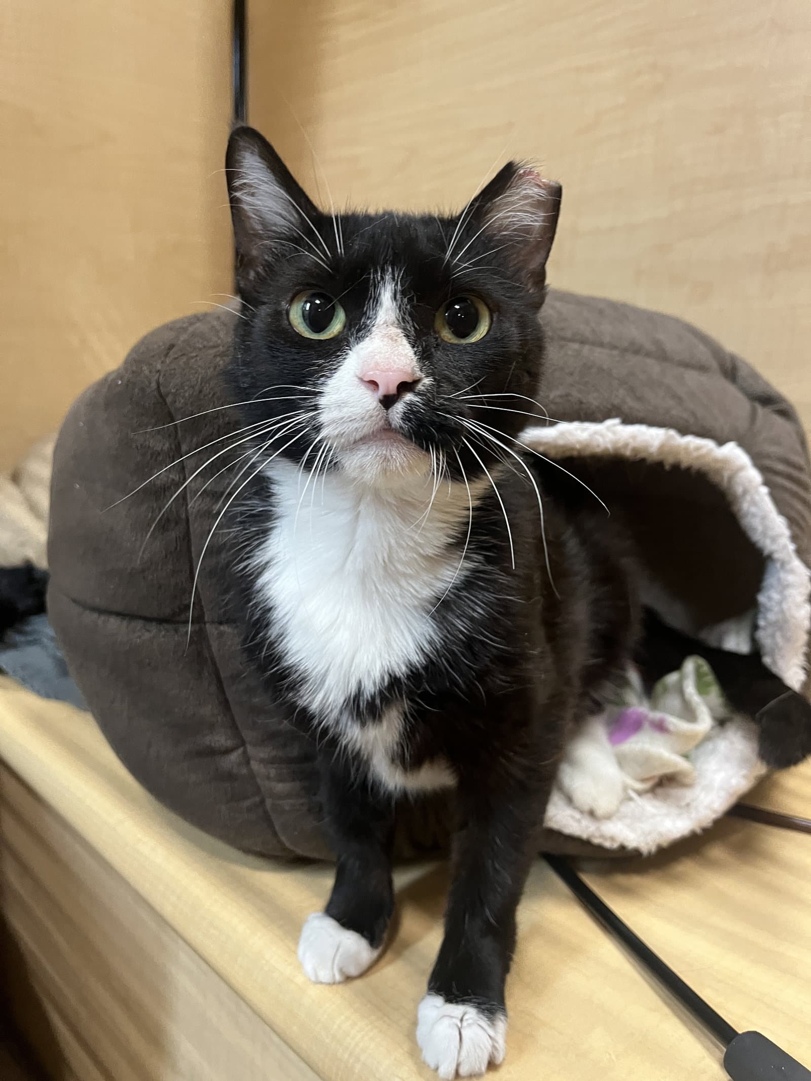 Smoreo - Domestic Short Hair