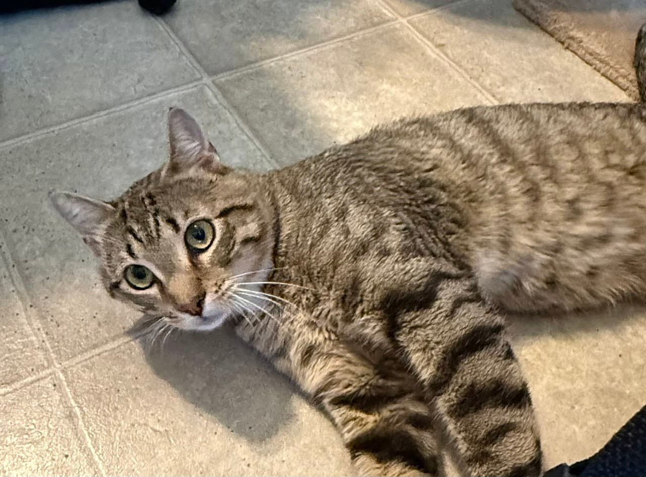 Skeeter - Domestic Short Hair