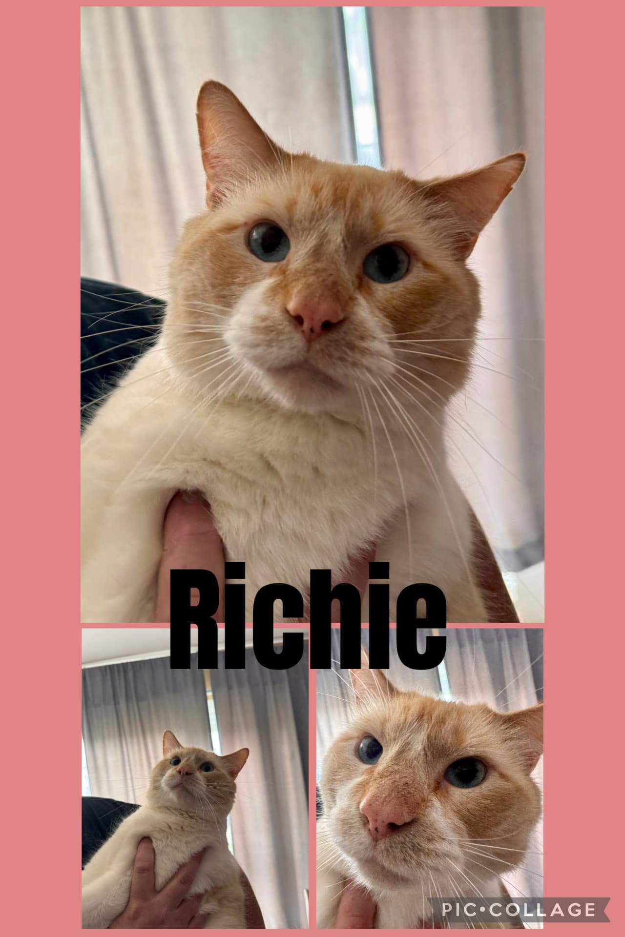 Richie - Domestic Short Hair