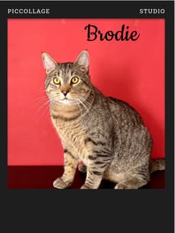 Brodie image 1