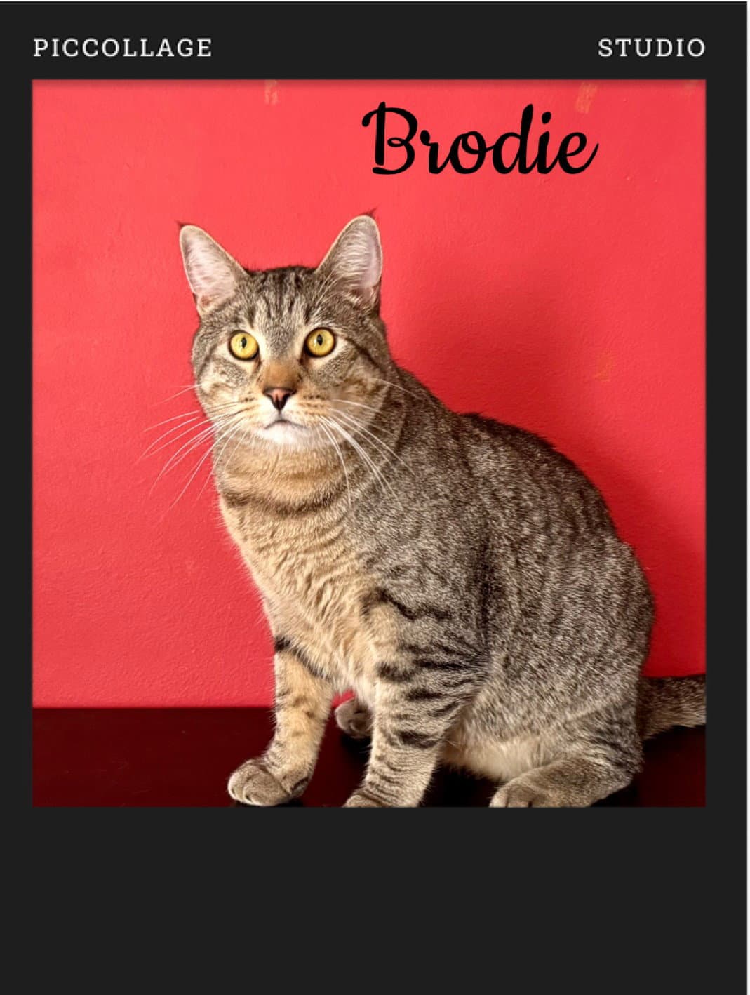 Brodie - Domestic Short Hair