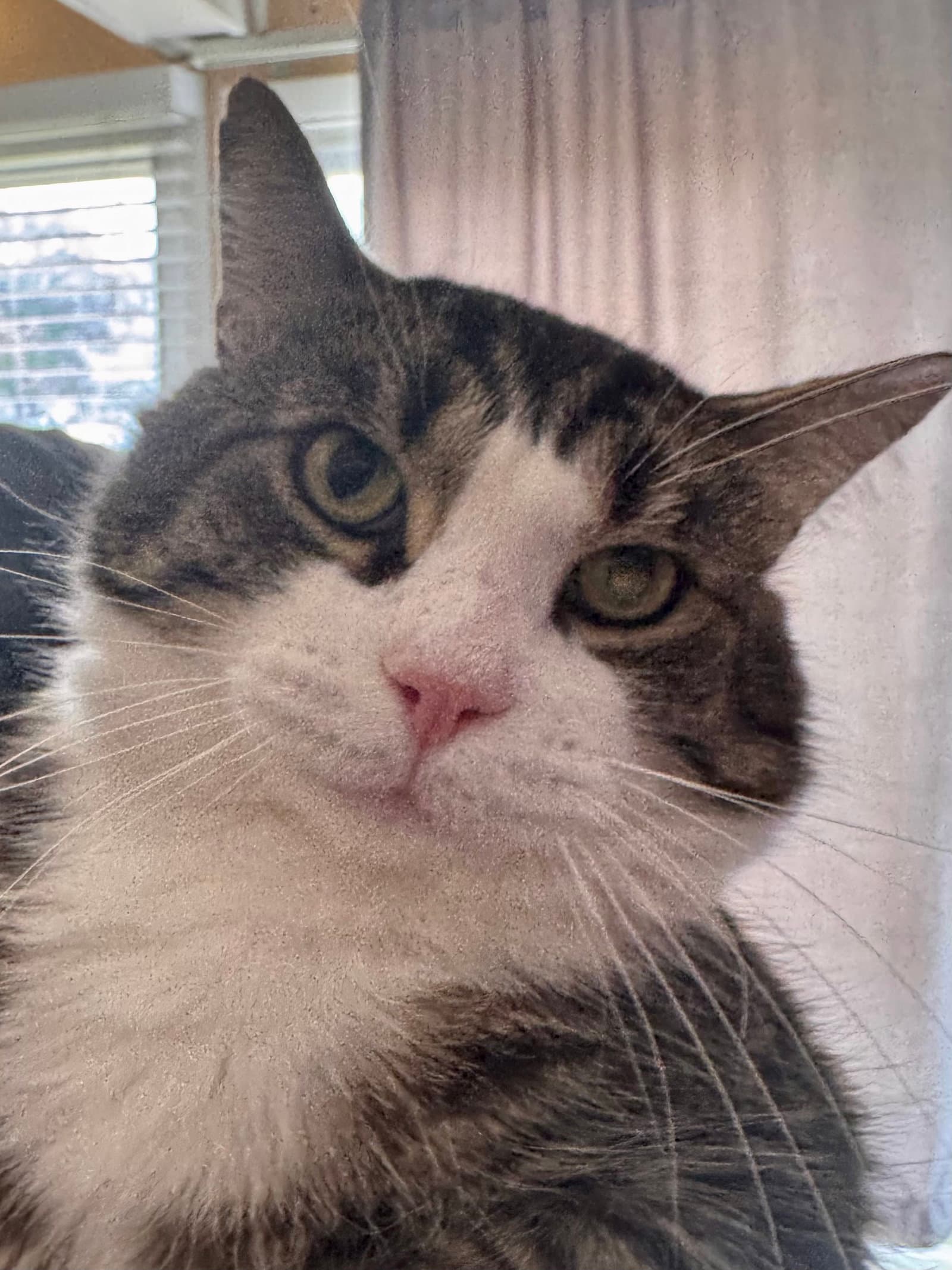 Paulie - Domestic Short Hair