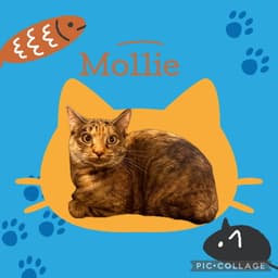 Mollie  Lovie Bonded Pair image 1