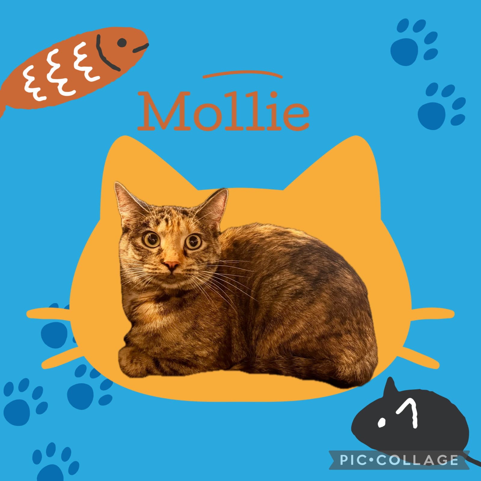 Mollie  Lovie Bonded Pair - Domestic Short Hair