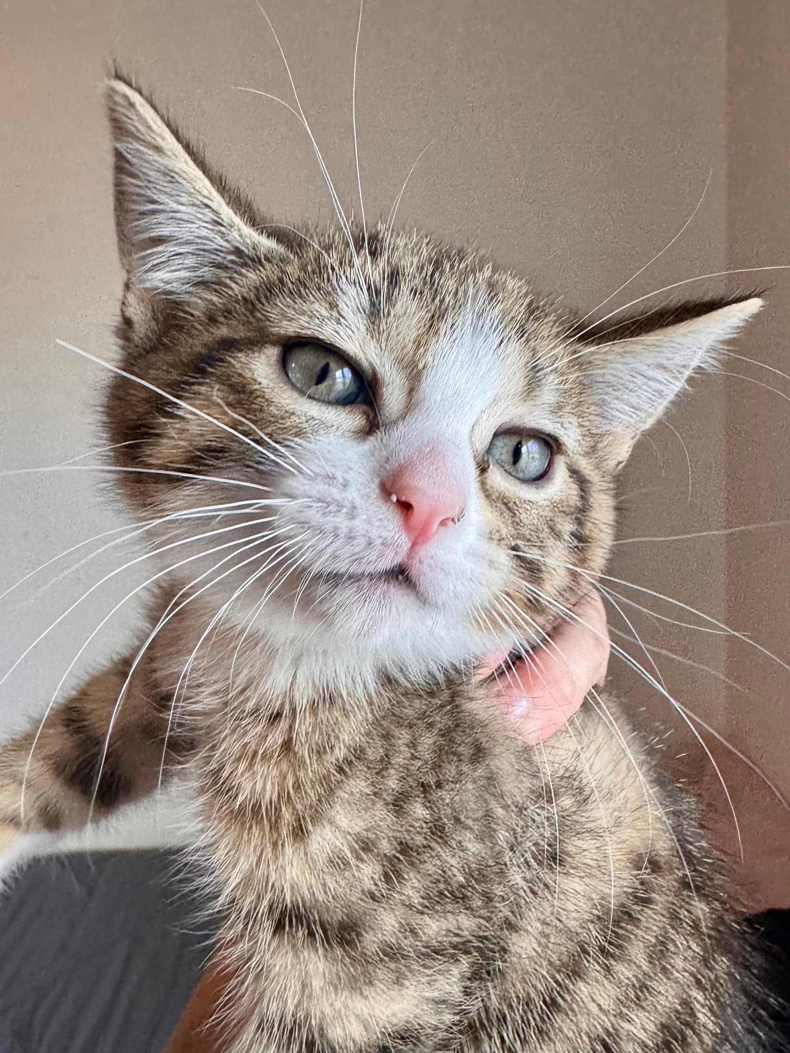 Lily  Lulu Bonded Pair - Domestic Short Hair