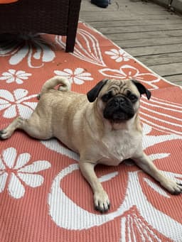 Oliver image 3