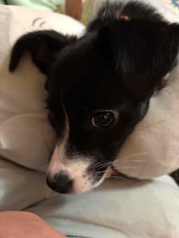 Percy image 1