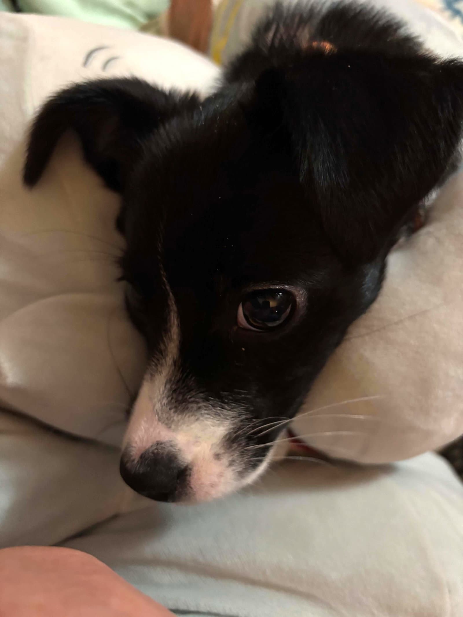 Percy - Chihuahua