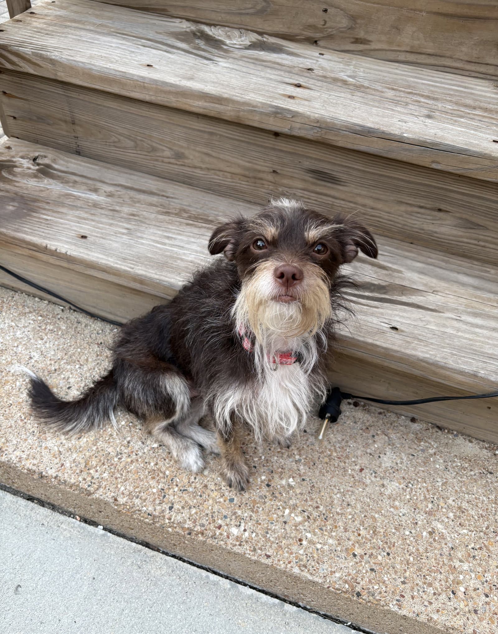 Bruno - Terrier