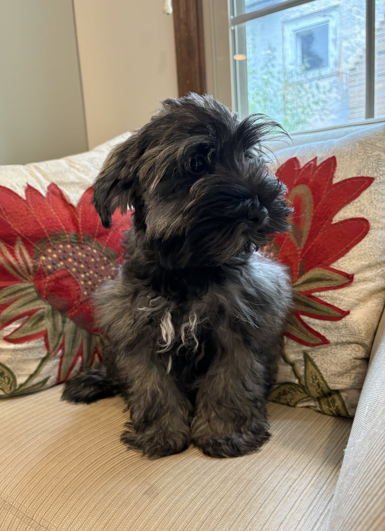Toni - Schnauzer