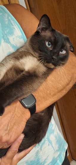 Gronk - Front Paw Declaw image 1