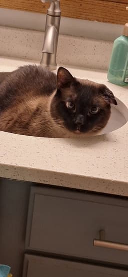 Gronk - Front Paw Declaw image 2