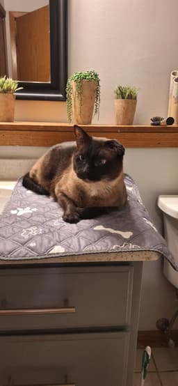 Gronk - Front Paw Declaw image 3