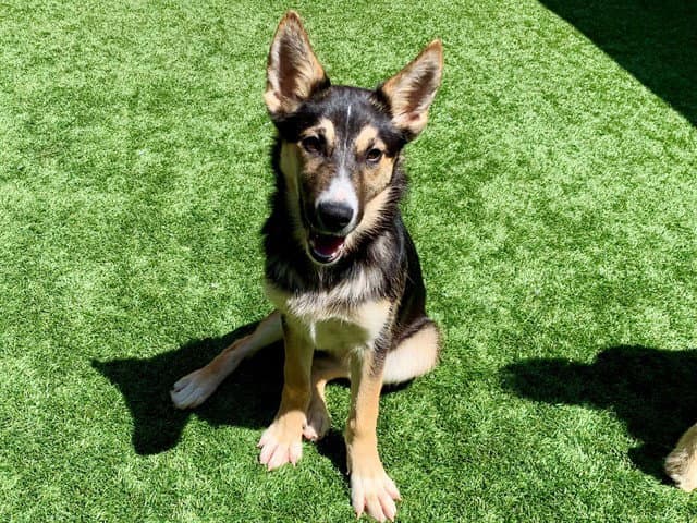 Dawn - German Shepherd Dog