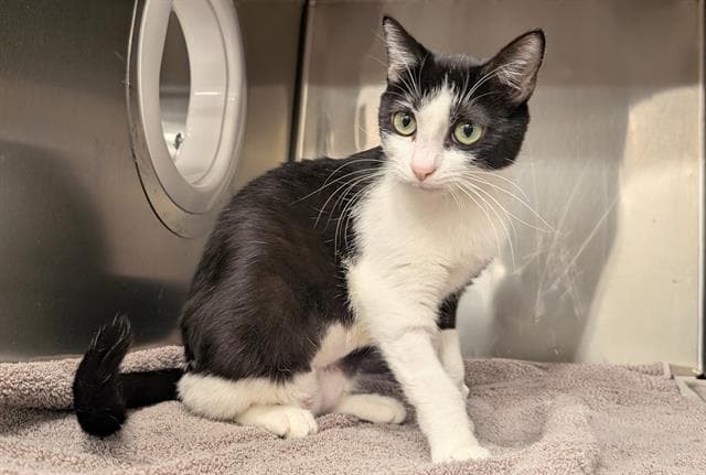 Allie - Domestic Short Hair