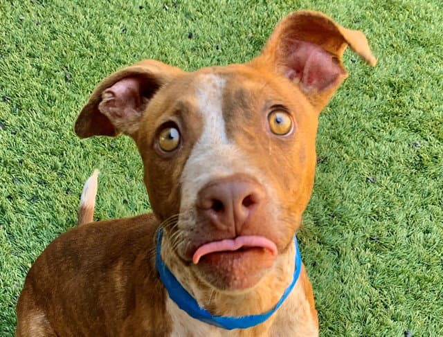 Palmer - Pit Bull Terrier