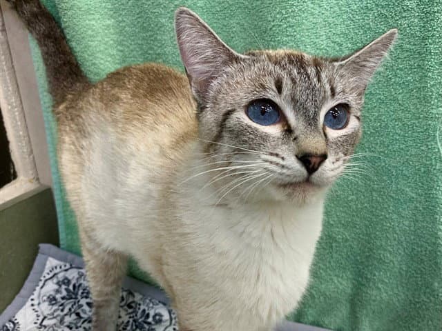 Unknown - Domestic Short Hair
