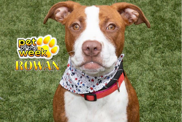 Rowan - Pit Bull Terrier