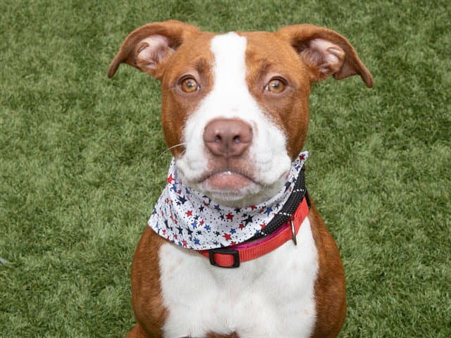 Rowan - Pit Bull Terrier
