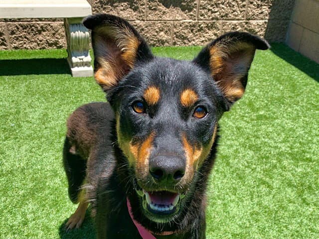 Unknown - Doberman Pinscher