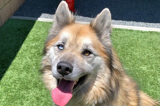Rocky - Alaskan Malamute