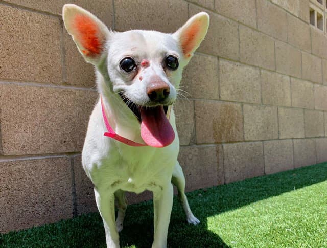 Sophie - Chihuahua