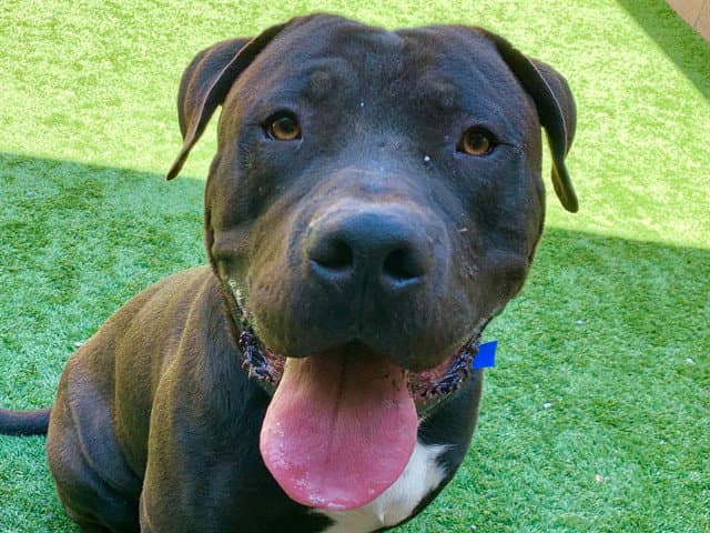 Unknown - Pit Bull Terrier