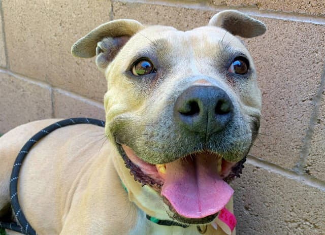 Unknown - Pit Bull Terrier