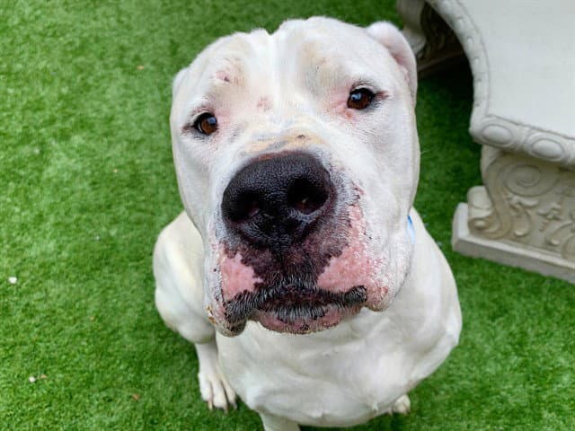 Unknown - Dogo Argentino