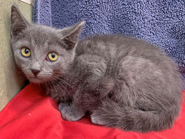 Unknown - Domestic Short Hair