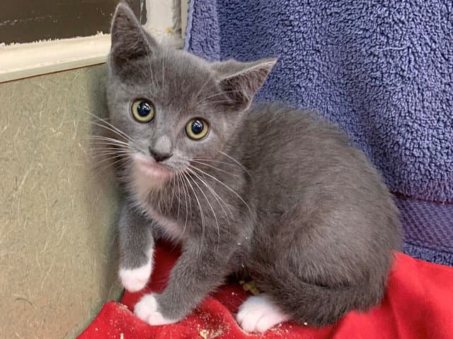 Unknown - Domestic Short Hair